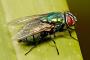 BLOW FLY
