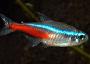 neon tetra