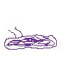 Gigantic Purple Slug