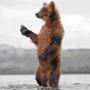 koala_bear