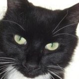 yellerkat