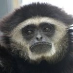 gibbon