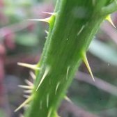 Thorn