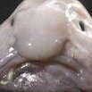 Blobsy