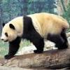 pandabear