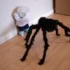 housespider