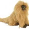SuperChimp