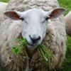 ChewingGrass